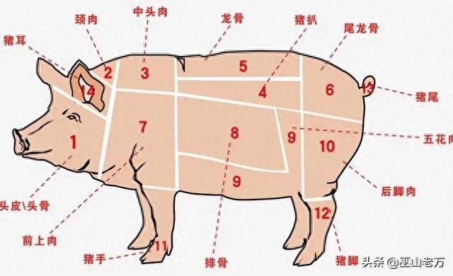餐饮食材分类怎么分，14年厨师分享的最全的食材分类大全